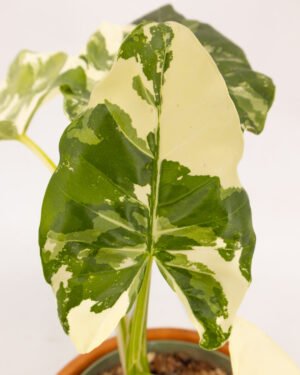 Alocasia macrorrhiza 'Albo Variegata' - immagine 4