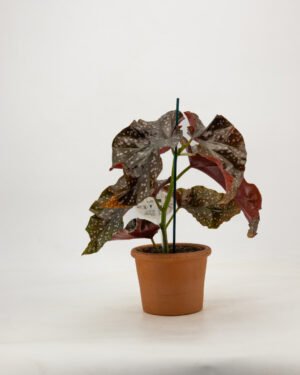Begonia 'Cracklin Rosie' - immagine 4