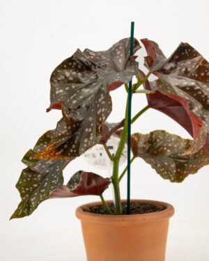 Begonia 'Cracklin Rosie' - immagine 3