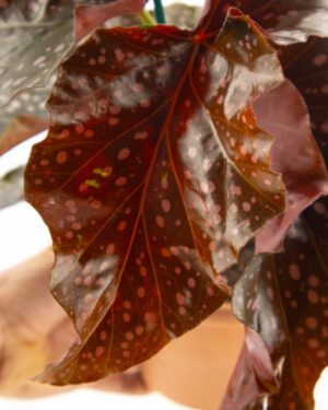 Begonia 'Cracklin Rosie' - immagine 2