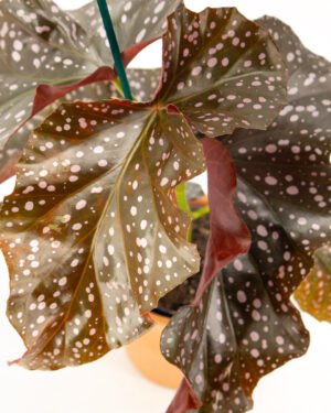 Begonia 'Cracklin Rosie'