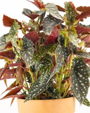 Begonia maculata 'Spotlight Green' - immagine 2