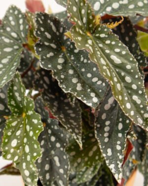 Begonia maculata 'Spotlight Green'