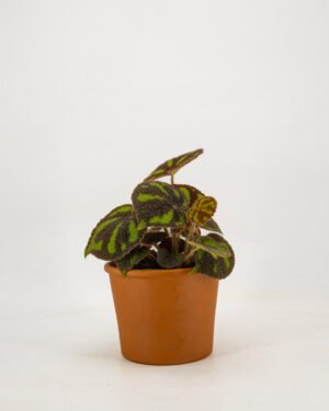 Begonia masoniana 'Boulder' - immagine 3