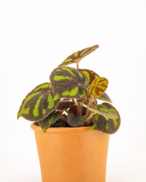 Begonia masoniana 'Boulder' - immagine 2