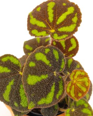 Begonia masoniana 'Boulder'