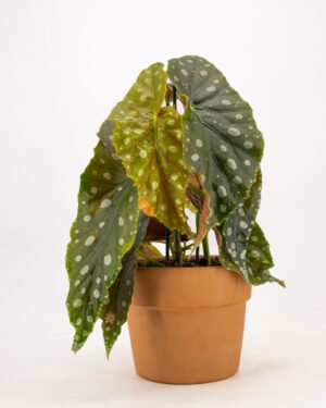 Begonia 'Megadot XL' - immagine 3