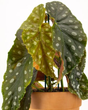 Begonia 'Megadot XL' - immagine 2