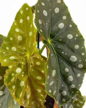 Begonia 'Megadot XL'