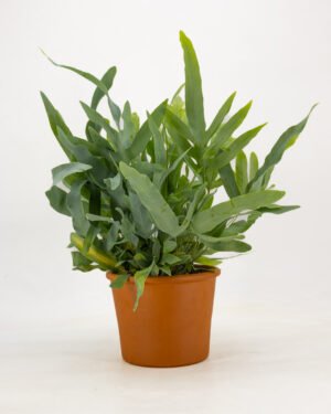 Phlebodium aureum 'Blue Star' - immagine 3