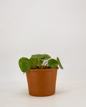 Pilea peperomioides 'Mojito' - immagine 4
