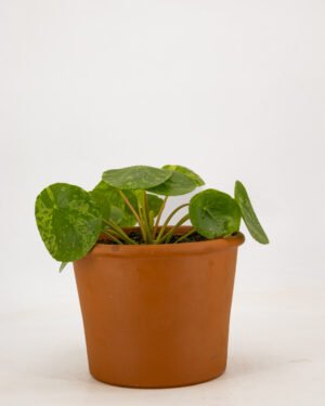 Pilea peperomioides 'Mojito' - immagine 3
