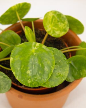 Pilea peperomioides 'Mojito'