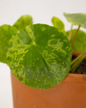 Pilea peperomioides 'Mojito' - immagine 2