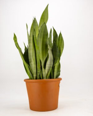 Sansevieria 'Moonshine' - immagine 3