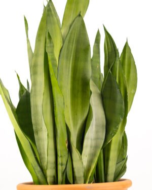 Sansevieria 'Moonshine' - immagine 2
