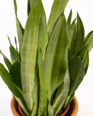 Sansevieria 'Moonshine'