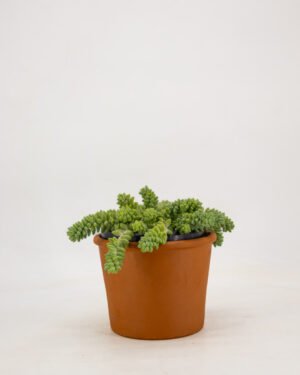 Sedum burrito - immagine 3