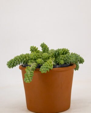 Sedum burrito - immagine 2