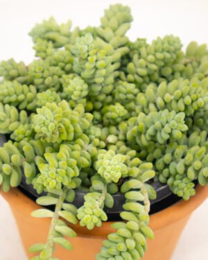 Sedum burrito