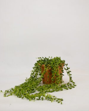 Senecio rowleyanus - immagine 4