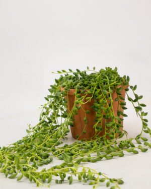 Senecio rowleyanus - immagine 3