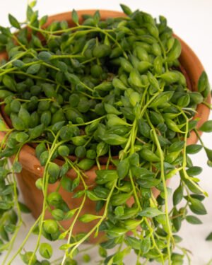 Senecio rowleyanus - immagine 2