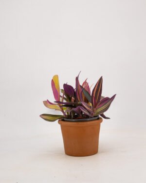 Tradescantia 'Sitara Pink' - immagine 4