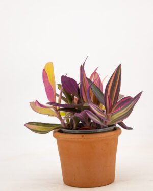 Tradescantia 'Sitara Pink' - immagine 3