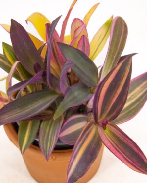 Tradescantia 'Sitara Pink'