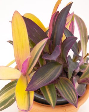 Tradescantia 'Sitara Pink' - immagine 2
