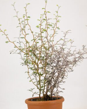 Corokia cotoneaster & sophora prostrata 'Little Baby' - immagine 2