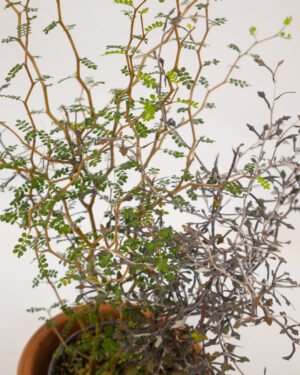 Corokia cotoneaster & sophora prostrata 'Little Baby'