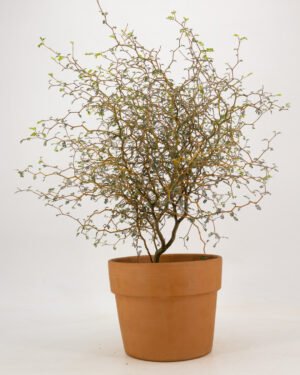 Sophora prostrata 'Little Baby' - immagine 3