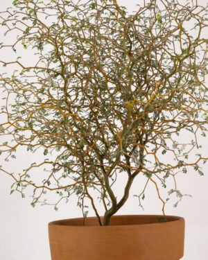 Sophora prostrata 'Little Baby' - immagine 2