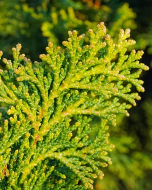 Thuja occidentalis 'Tiny Tim'