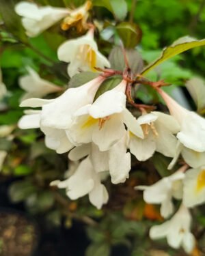 Weigela 'Ebony and Ivory'