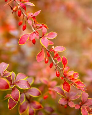 Berberis thunbergii nano - immagine 2
