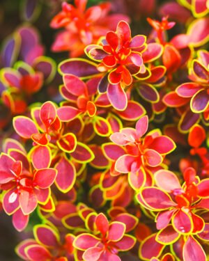 Berberis thunbergii nano