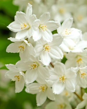 Deutzia 'Nikko' - immagine 2