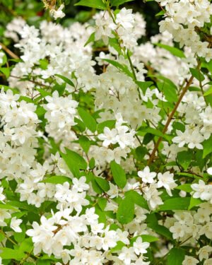 Deutzia 'Nikko'