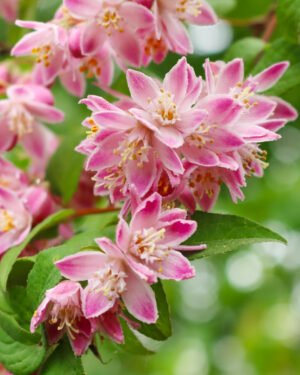 Deutzia 'Raspberry Sundae' - immagine 2