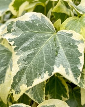 Edera gloire de Marengo - immagine 2