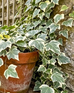 Edera gloire de Marengo