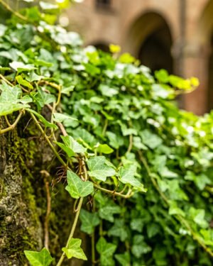 Edera verde foglia piccola - immagine 2