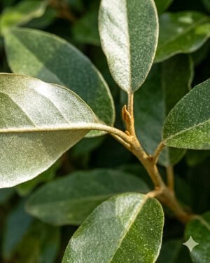 Elaeagnus ebbingei 'Compacta' - immagine 2