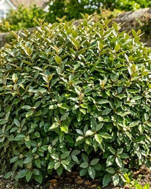 Elaeagnus ebbingei 'Compacta'