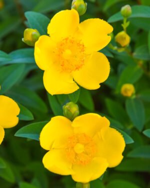 Hypericum moserianum 'Tricolor'