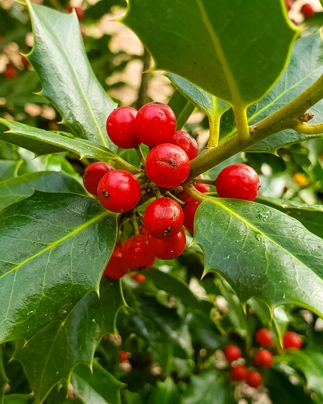 Ilex 'Nellie R. Stevens'