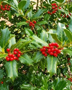 Ilex 'Nellie R. Stevens' - immagine 2